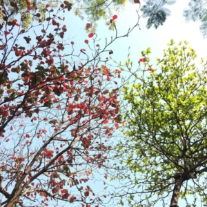 Mindful Life ~ A Mindfulness-Based Stress Reduction Program