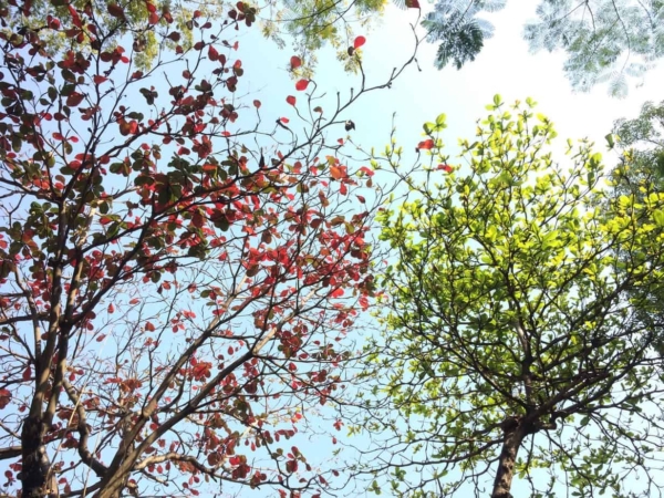Mindful Life ~ A Mindfulness-Based Stress Reduction Program