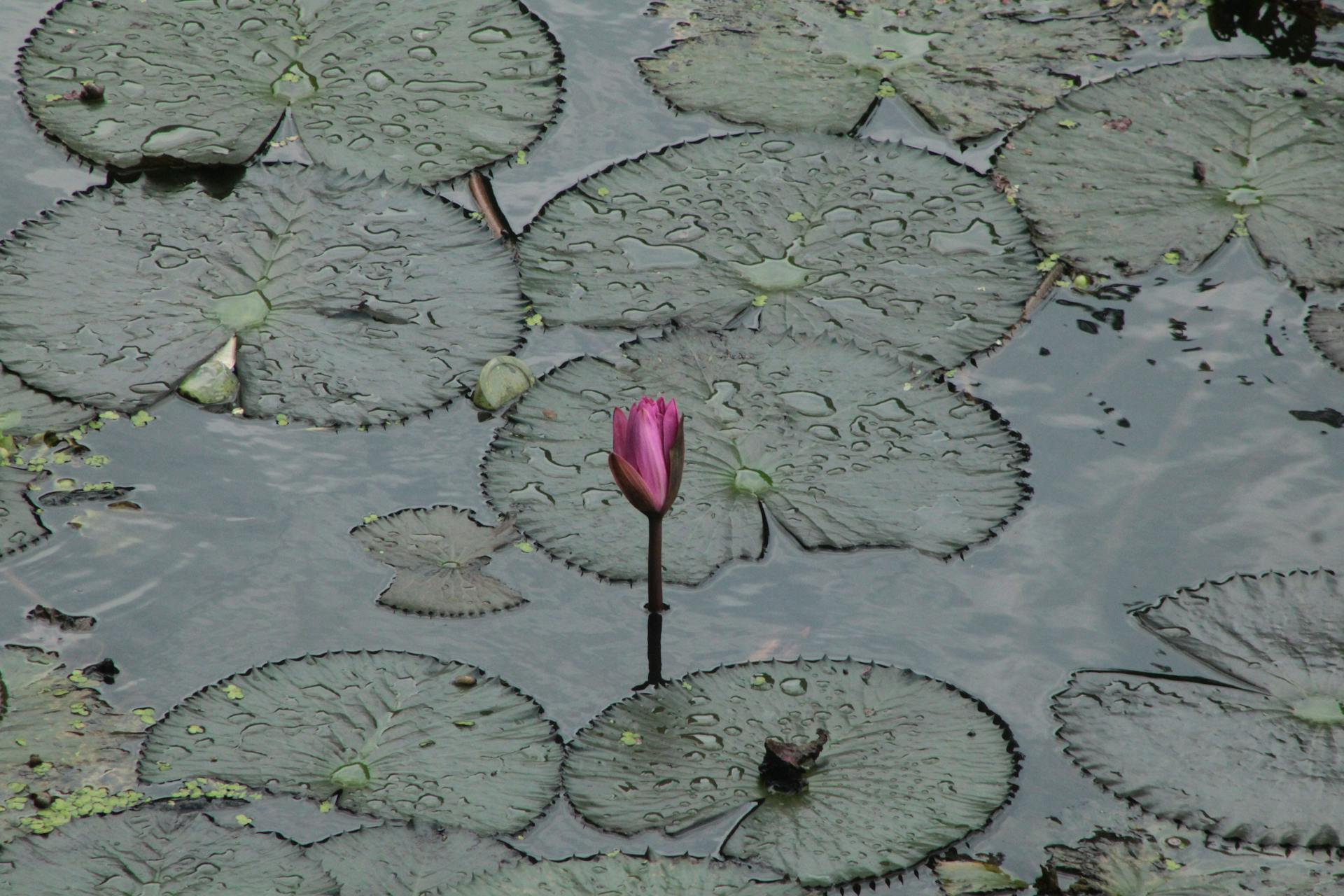 pexels-jahratreza-33111615_result