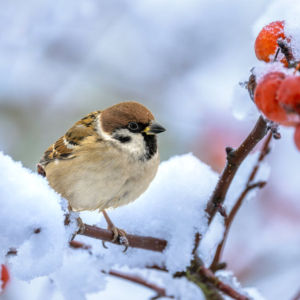 sparrow-sitting-on-a-snow-covered-apple-tree-2025-08-05-04-08-58-utc
