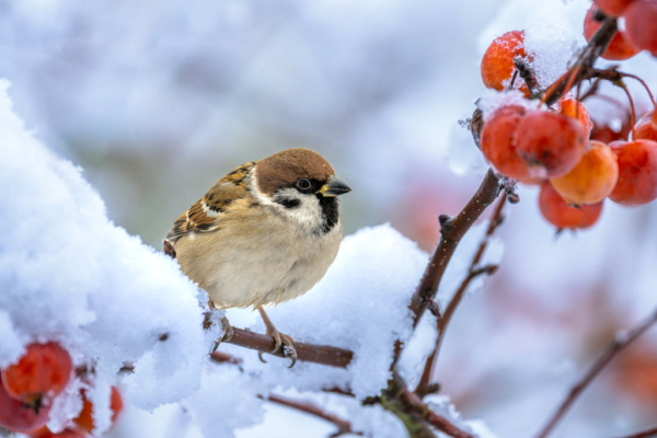 sparrow-sitting-on-a-snow-covered-apple-tree-2025-08-05-04-08-58-utc